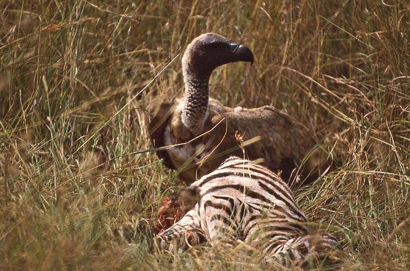 WT 1400 195-30 Kenya.jpg